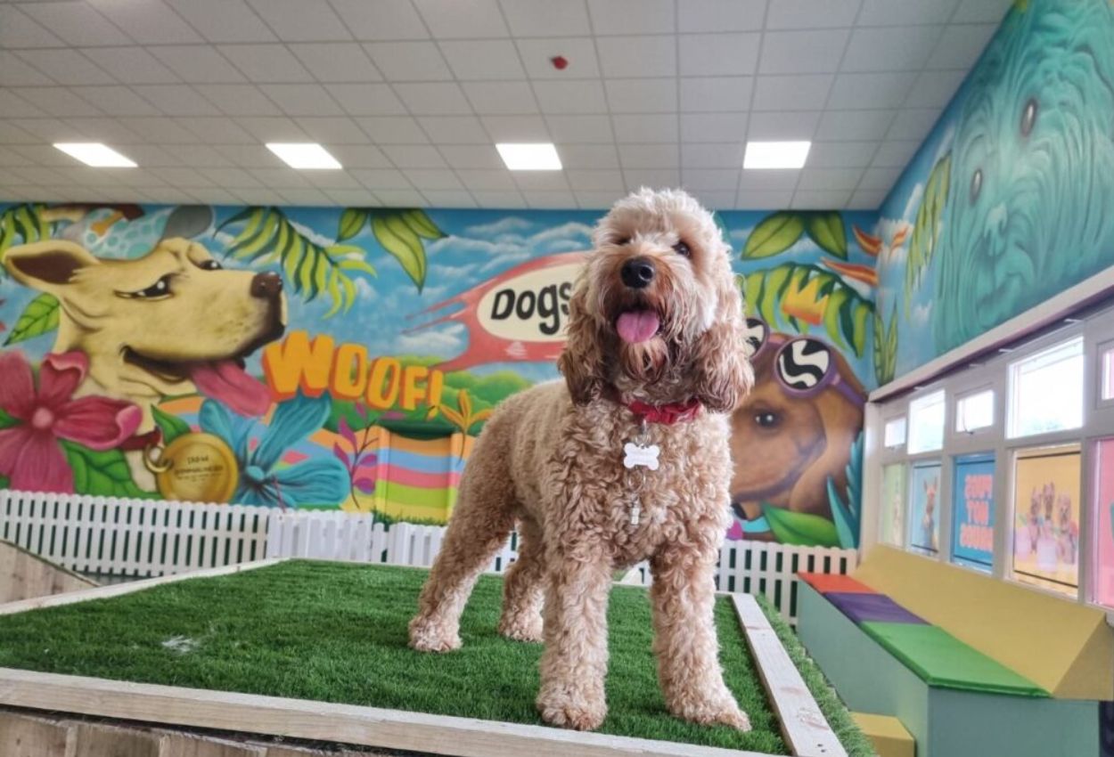 Happy Hounds Doggies Daycare Near Me Doggy Daycare Happy Hounds